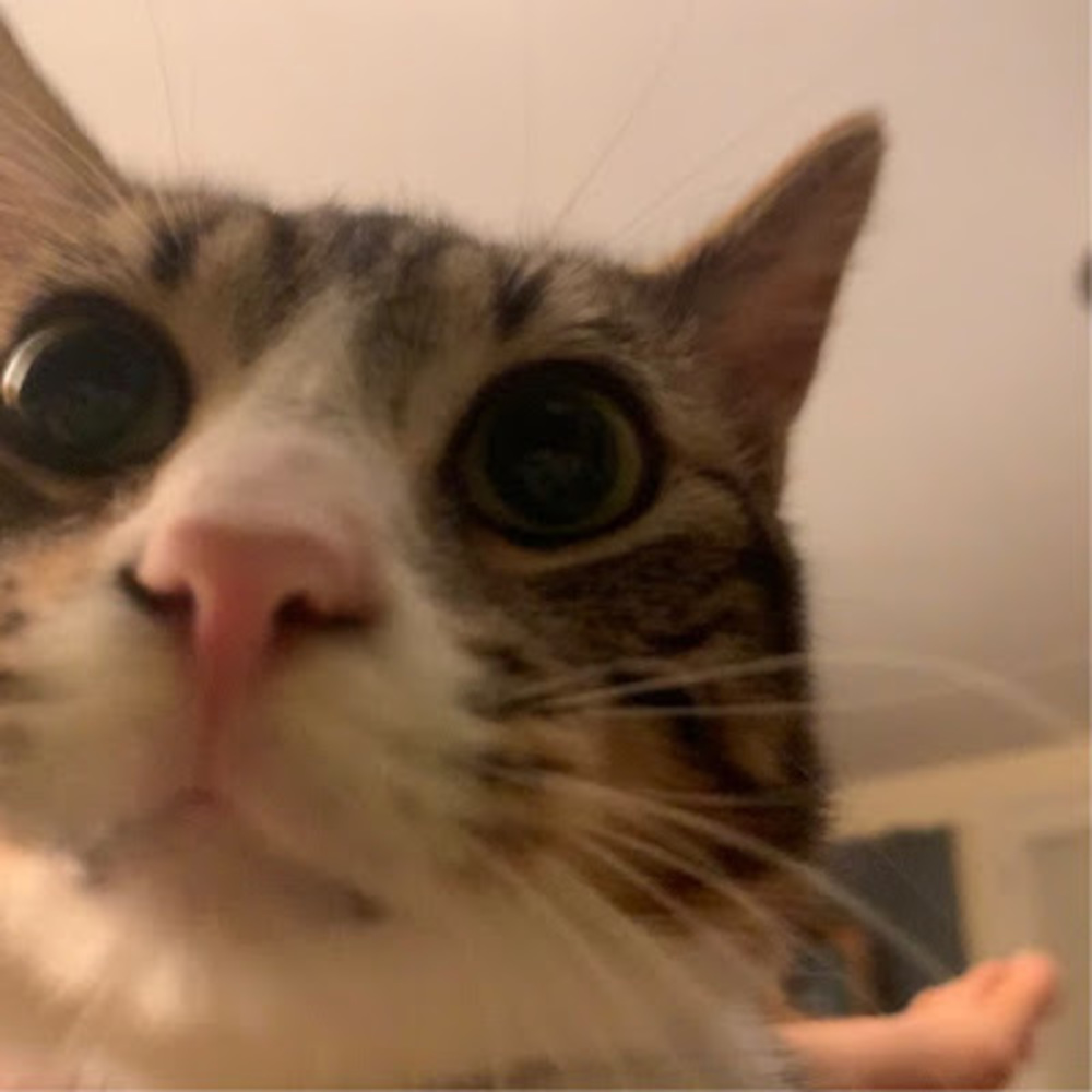 Meet your Posher, Nicole